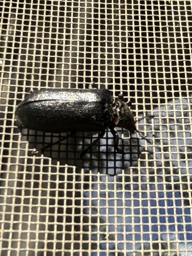 Cedar Beetle