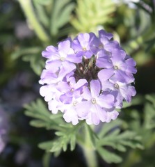 Glandularia latilobata