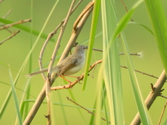 Prinia inornata