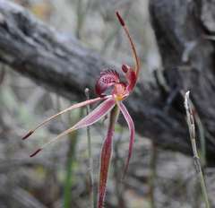 Caladenia reticulata