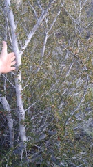 Cercocarpus ledifolius intermontanus