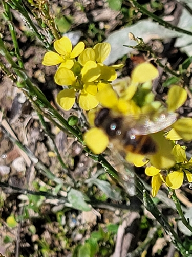 Common Drone Fly