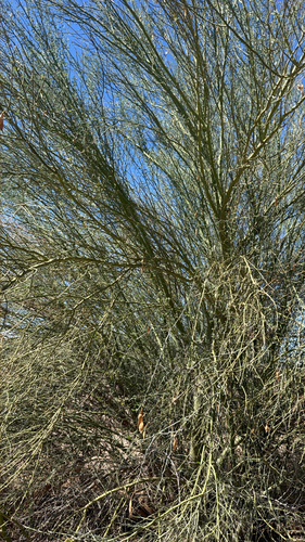 blue palo verde