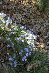 Glandularia latilobata