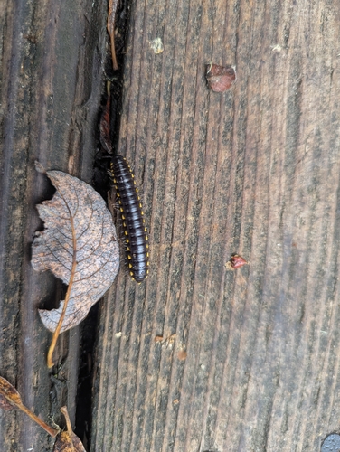 Yellow-spotted Millipede