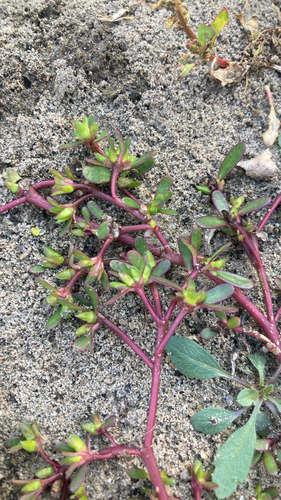 Common Purslane