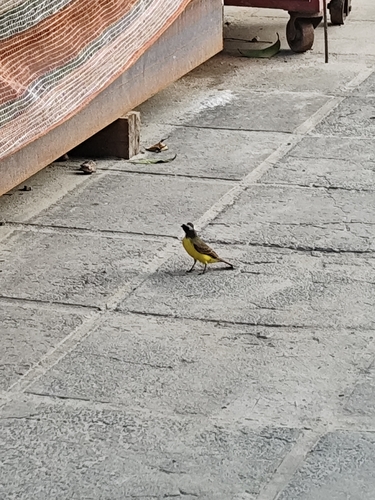 Social Flycatcher