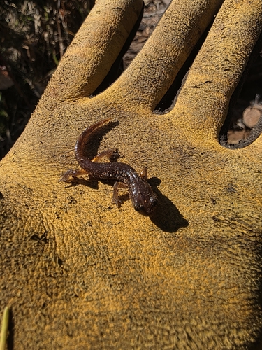 Clouded Salamander