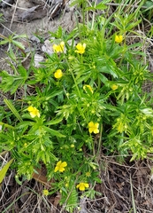 Potentilla erecta