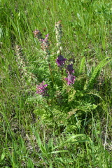 Pedicularis dasystachys