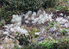 Cladonia pycnoclada