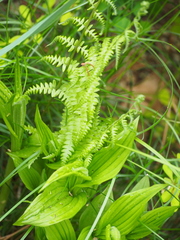 Cypripedium parviflorum