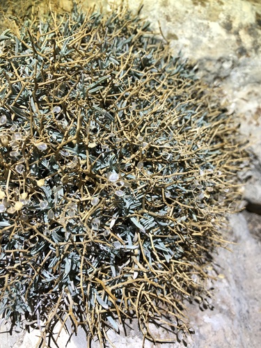 Hormathophylla spinosa, 2026-10-03