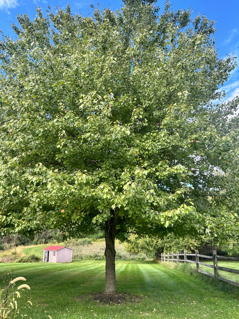 A whole red maple still green with only a few red leaves, over a mown lawn by a rail fence.