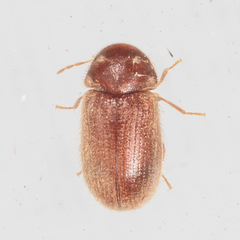 Stegobium