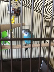 Melopsittacus