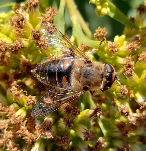 Common Drone Fly