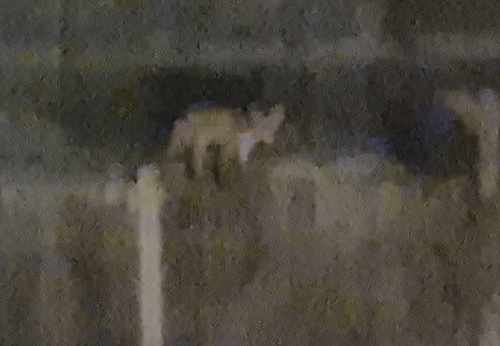 Red Fox