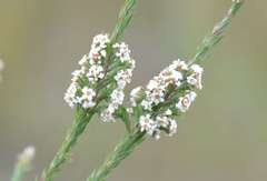 Leucopogon glacialis