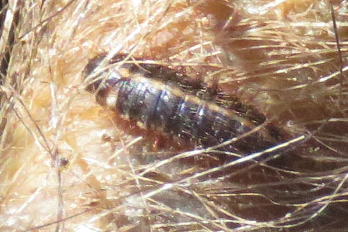 Common Carrion Beetle