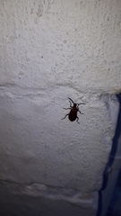 Pyrochroa serraticornis