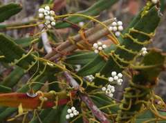 Cassytha glabella dispar