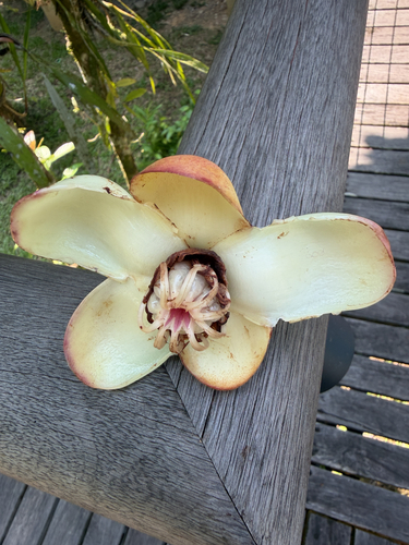 Dillenia excelsa observed 2026-10-02