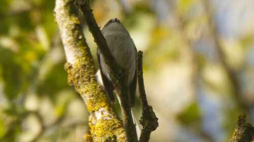 Long-tailed Tit