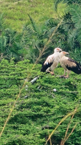 Palm-nut Vulture