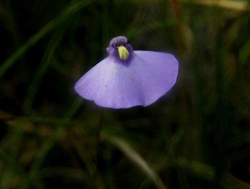 Image of Utricularia barkeri by (c) linleymcg, some rights reserved (CC BY)