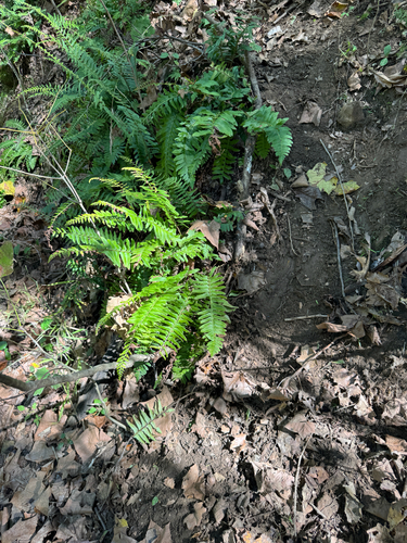Christmas fern