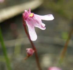 Utricularia tenella
