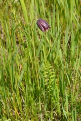 Fritillaria meleagroides