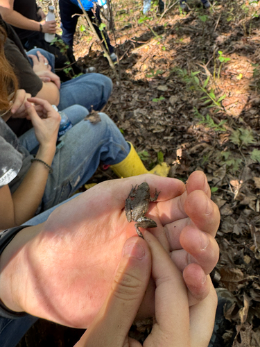 Blanchard's Cricket Frog