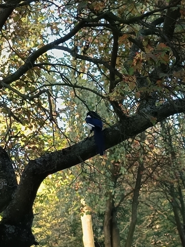 Eurasian Magpie