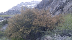 Cercocarpus ledifolius intermontanus