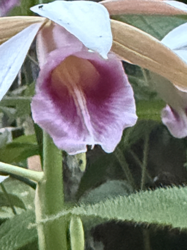 Calanthe tankervilleae observed 2026-10-01