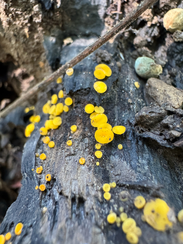 Yellow Fairy Cups