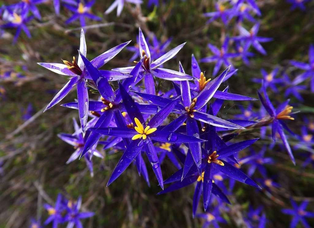 Calectasia intermedia (Calectasia intermedia)