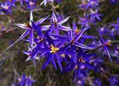 Calectasia intermedia