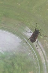 Rhyparochromus vulgaris