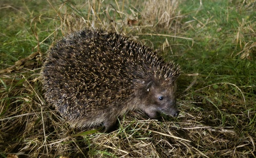 Common Hedgehog