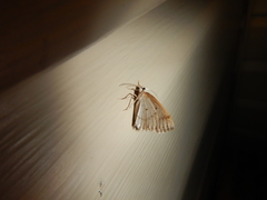 Protodeltote albidula