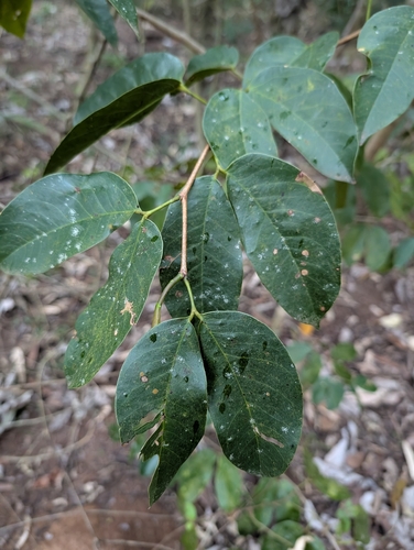 Hymenaea courbaril observed 2026-10-03