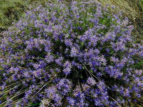 Image of Calectasia intermedia by (c) linleymcg, some rights reserved (CC BY)