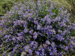 Calectasia intermedia