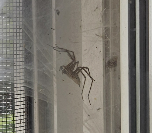 Grass Spiders