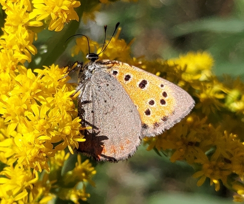 Small Copper