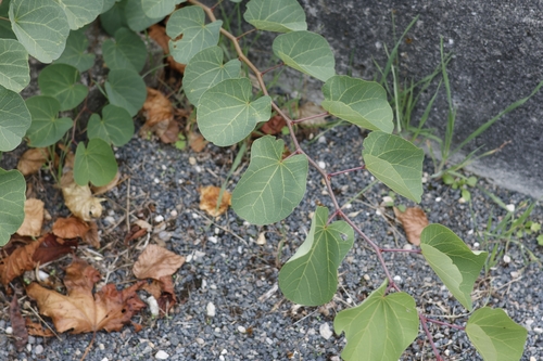 Judas-tree