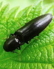 Ectinus aterrimus